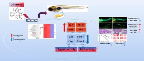 Understanding the toxicity mechanism of gelsemine in zebrafish