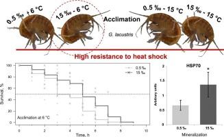 Thermal tolerance of a freshwater amphipod Gammarus lacustris can be enhanced by acclimation to higher mineralization