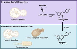 Leveraging a Y. lipolytica naringenin chassis for biosynthesis of apigenin and associated glucoside