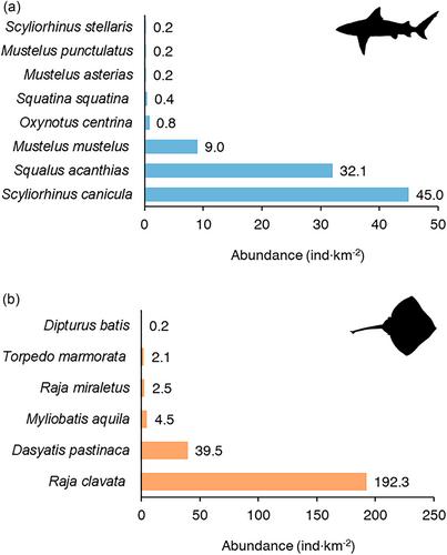 Distribution and diversity of elasmobranchs in the Sea of Marmara: A 2023 status report