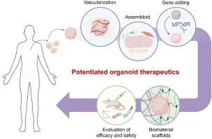 Bioengineering toolkits for potentiating organoid therapeutics