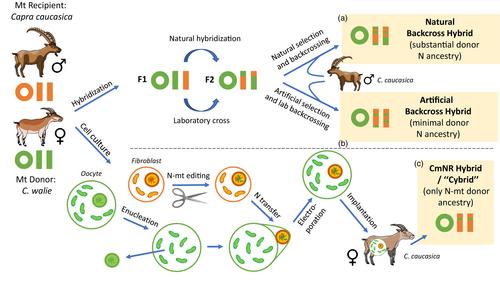 Conservation Mitonuclear Replacement: Facilitated mitochondrial adaptation for a changing world