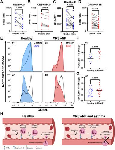 Delayed neutrophil shedding of CD62L in patients with chronic rhinosinusitis with nasal polyps and asthma: Implications for Staphylococcus aureus colonization and corticosteroid treatment