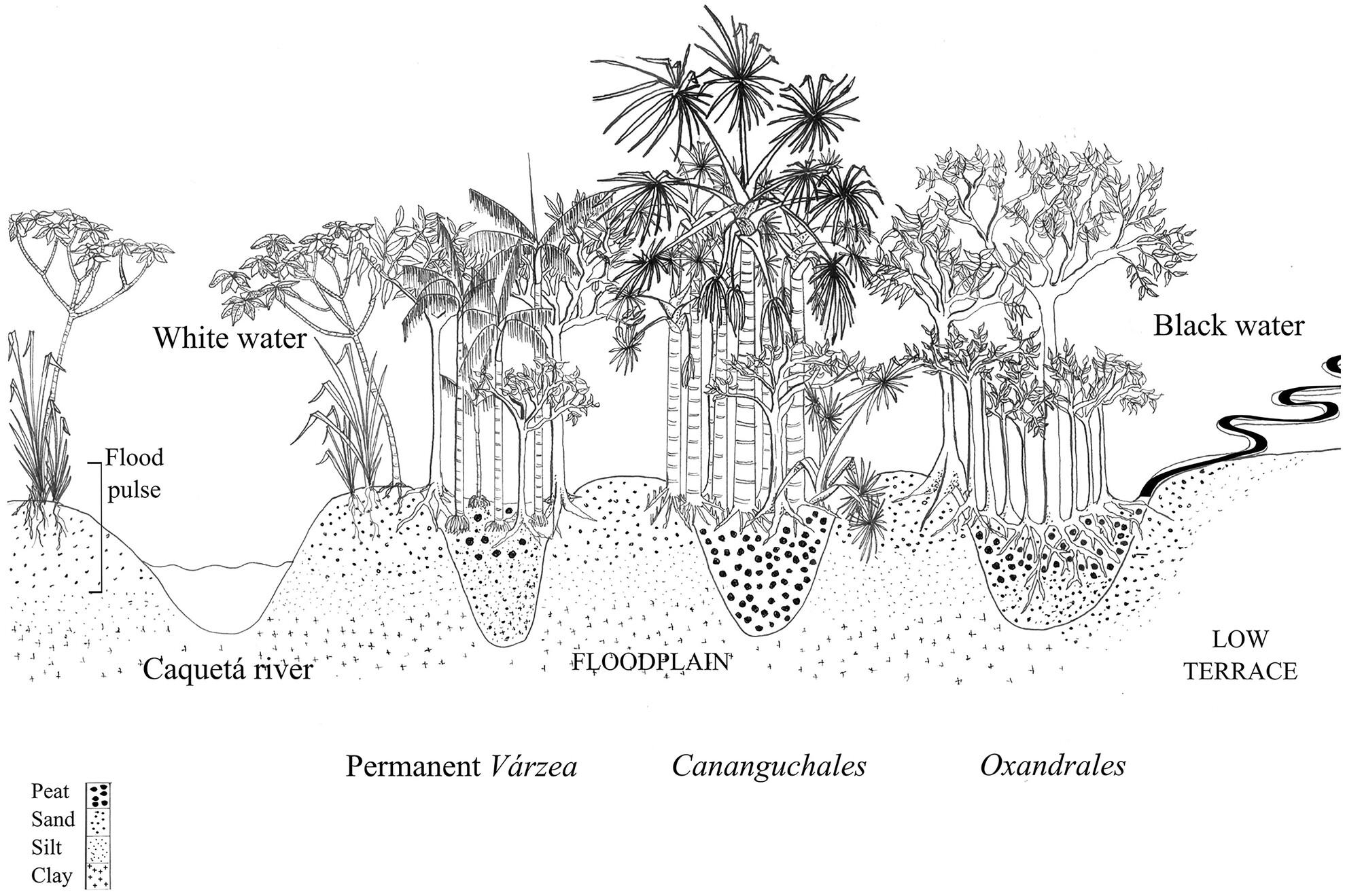 Structure, floristic composition, and distribution of swamp forests across a white-water flood-plain in the Colombian Amazon