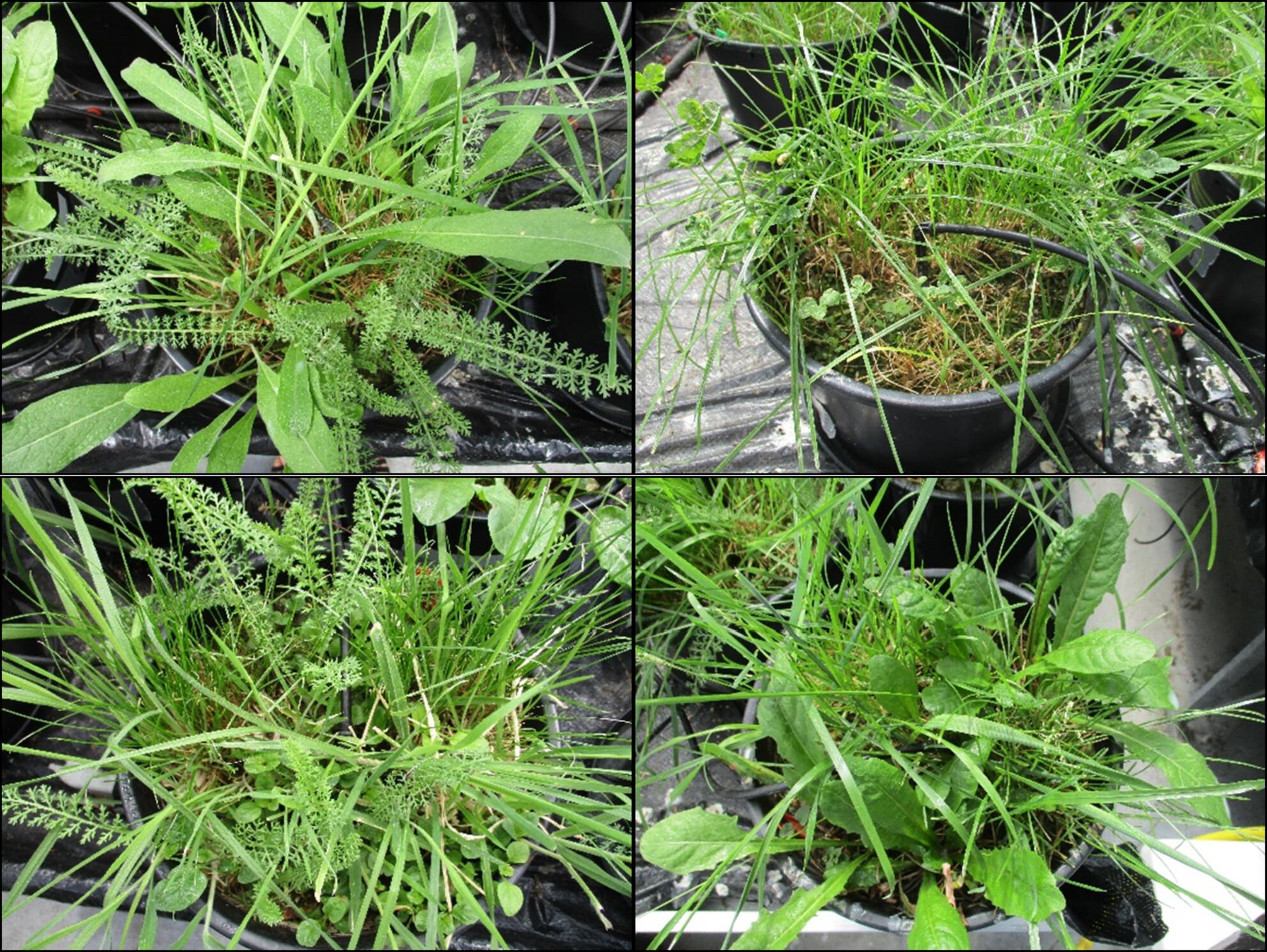 Leaf trait variation in grassland plant species in response to soil phosphorus