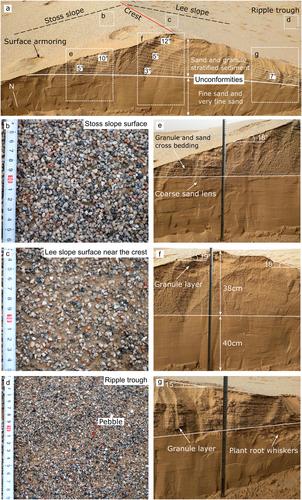 Multiple Evolution Modes of Megaripples in the Qaidam Basin and Implications for Ripple-Like Aeolian Landforms on Mars