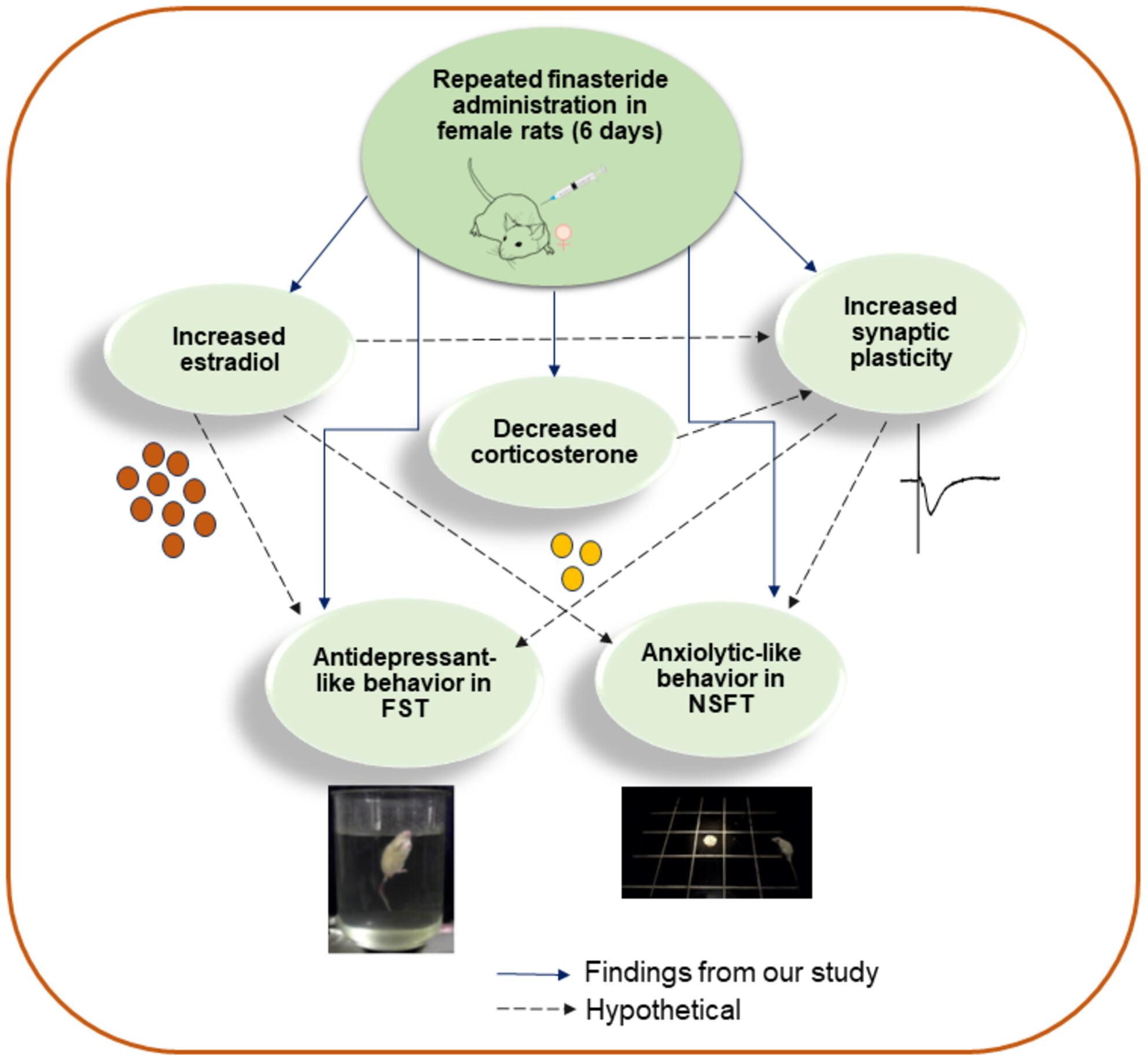 Repeated finasteride administration promotes synaptic plasticity and produces antidepressant- and anxiolytic-like effects in female rats