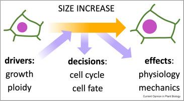 Plant cell size: Links to cell cycle, differentiation and ploidy