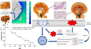 Effects of chronic cold stress on tissue structure, antioxidant response, and key gene expression in the warm-water bivalve Chlamys nobilis