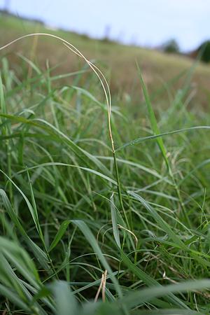 Improved management of the bermudagrass stem maggot