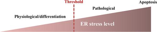 The role of endoplasmic reticulum stress in metabolic diseases and mammary epithelial cell homeostasis in dairy cows