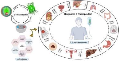 Rationalized landscape on protein-based cancer nanomedicine: Recent progress and challenges