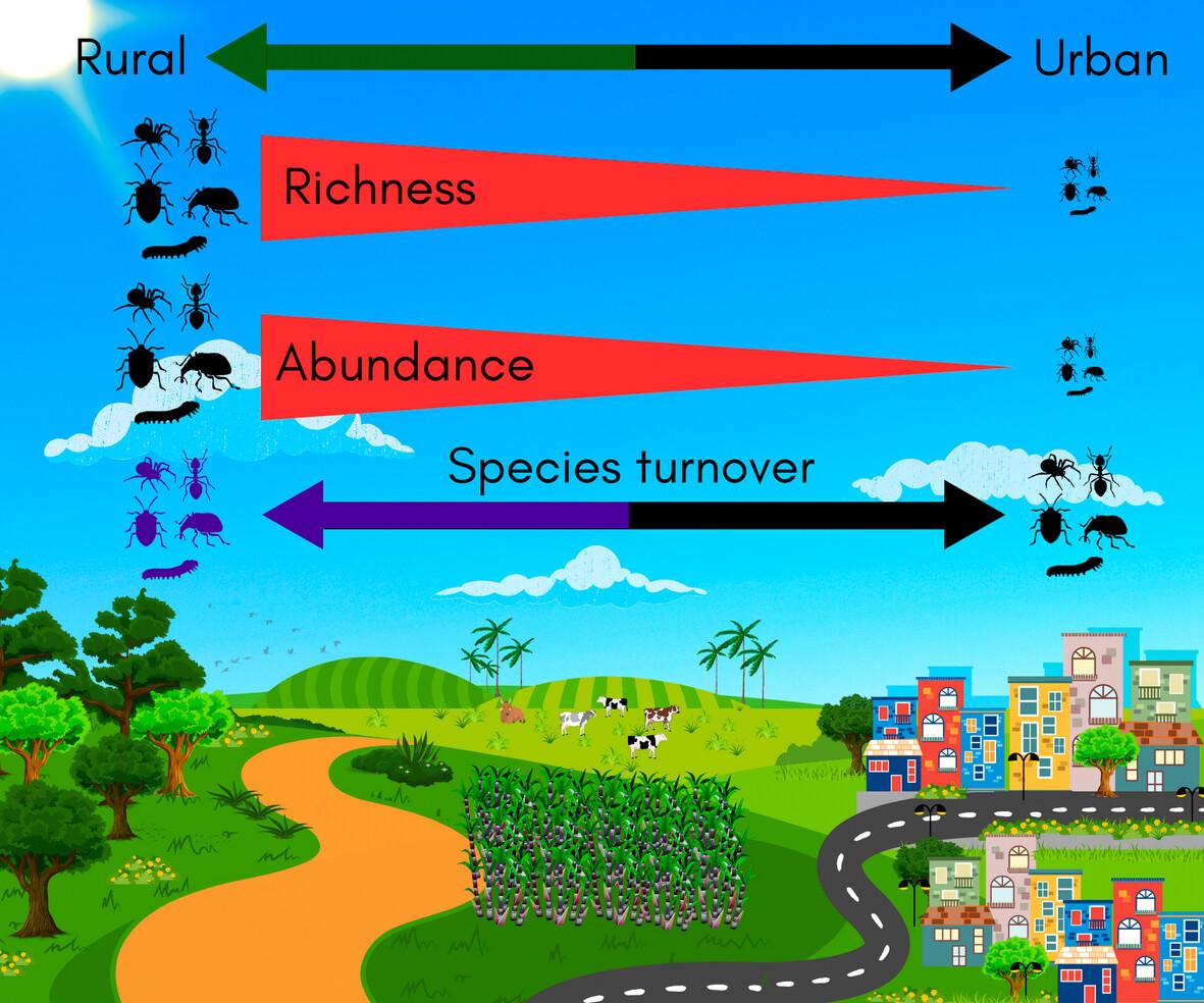 First multitaxon assessment of arthropod responses to urbanisation in a widely distributed native and ruderal plant of Brazil