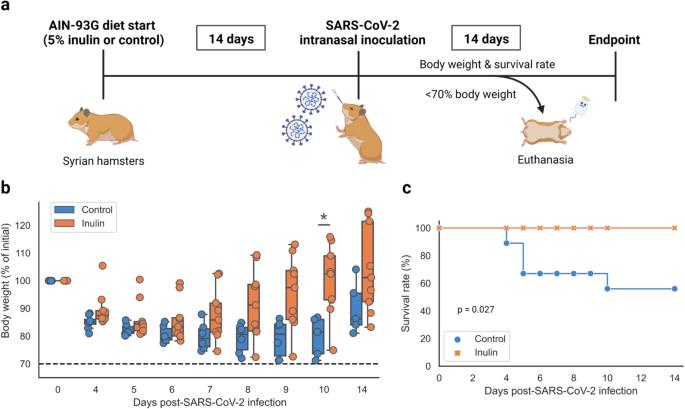 Prebiotic inulin ameliorates SARS-CoV-2 infection in hamsters by modulating the gut microbiome