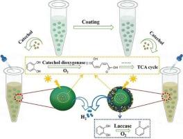 A protective shell on the surface of Chlorella cells promotes long-term stable production of hydrogen