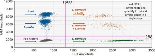 Development of a multiplex droplet digital PCR assay for simultaneous detection and quantification of Escherichia coli, E. marmotae, and E. ruysiae in water samples