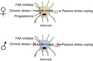 Astrocyte focal adhesion kinase reduces passive stress coping by inhibiting ciliary neurotrophic factor only in female mice