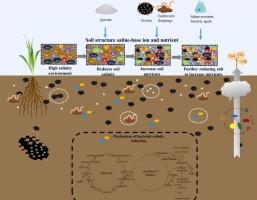 Remediation of soda-saline-alkali soil through soil amendments: Microbially mediated carbon and nitrogen cycles and remediation mechanisms