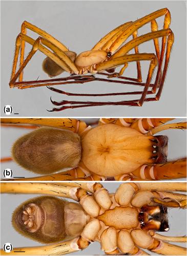 Another ghost of Gondwana—Progradungula barringtonensis Michalik & Smith, sp. nov., a new species of the relict spider genus Progradungula (Araneae: Gradungulidae) from a temperate rainforest in eastern Australia