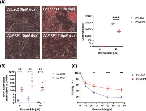 Overexpression of multidrug resistance-associated protein 1 protects against cardiotoxicity by augmenting the doxorubicin efflux from cardiomyocytes