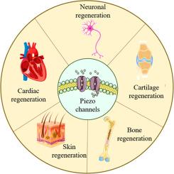 The role of Piezo1 and Piezo2 proteins in tissue engineering: A Comprehensive review