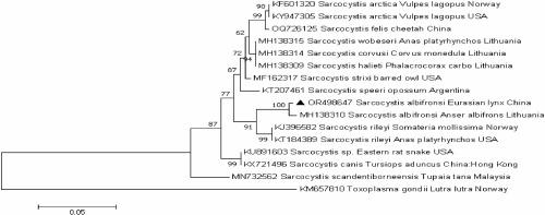 Detection of Sarcocystis albifronsi, Eimeria alpacae, and Cystoisospora felis in Eurasian lynx (Lynx lynx) in northwestern China