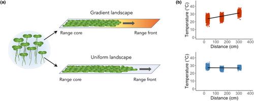 Range expansion is both slower and more variable with rapid evolution across a spatial gradient in temperature