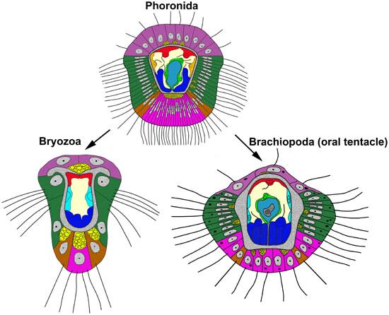 Structure of the oral tentacles of early ontogeny stage in brachiopod Hemithiris psittacea (Rhynchonelliformea, Rhynchonellida)