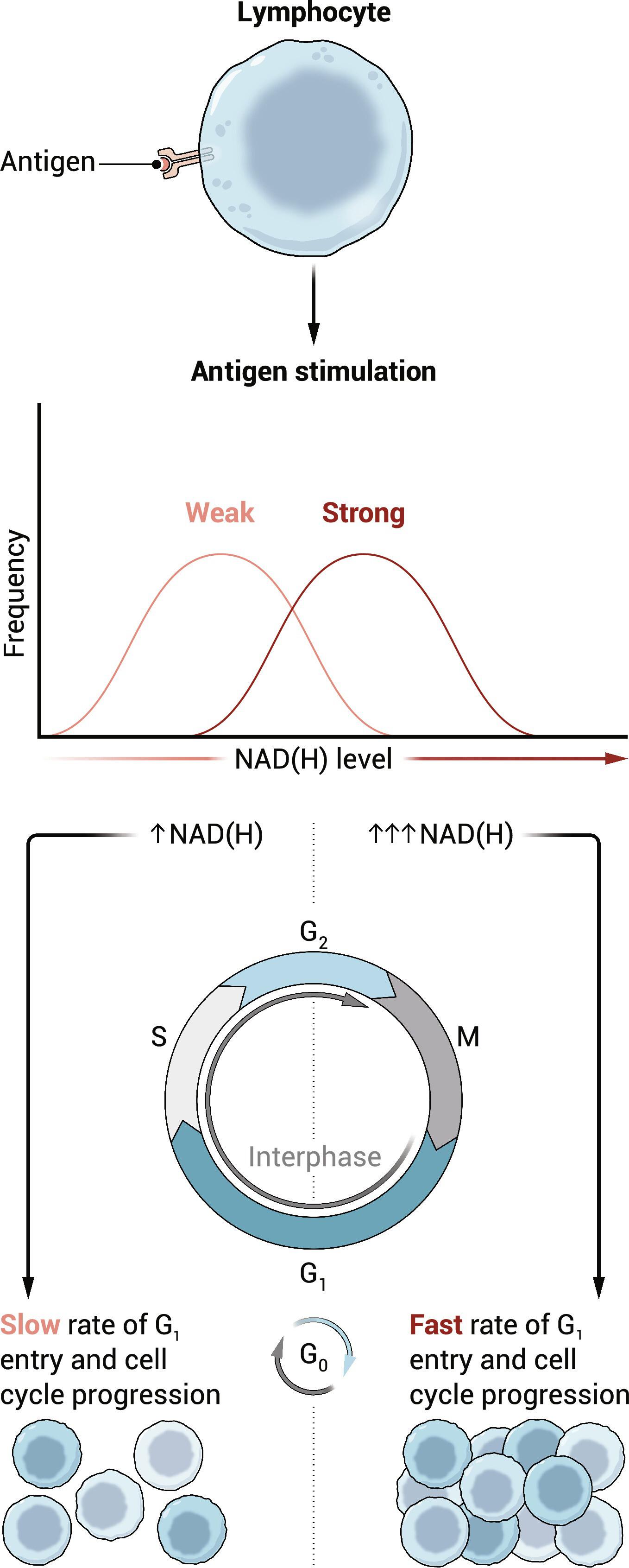 A metabolic pacer ensures smooth running of the lymphocyte activation race