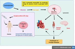 Cipaglucosidase alfa-atga: Unveiling new horizons in Pompe disease therapy