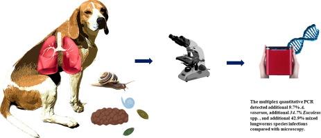 A Taq-Man-based multiplex quantitative PCR for the simultaneous detection and quantification of Angiostrongylus vasorum, Crenosoma vulpis, and species of respiratory capillarids in canids