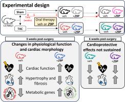 Treatment with αvβ3-integrin-specific 29P attenuates pressure-overload induced cardiac remodelling after transverse aortic constriction in mice