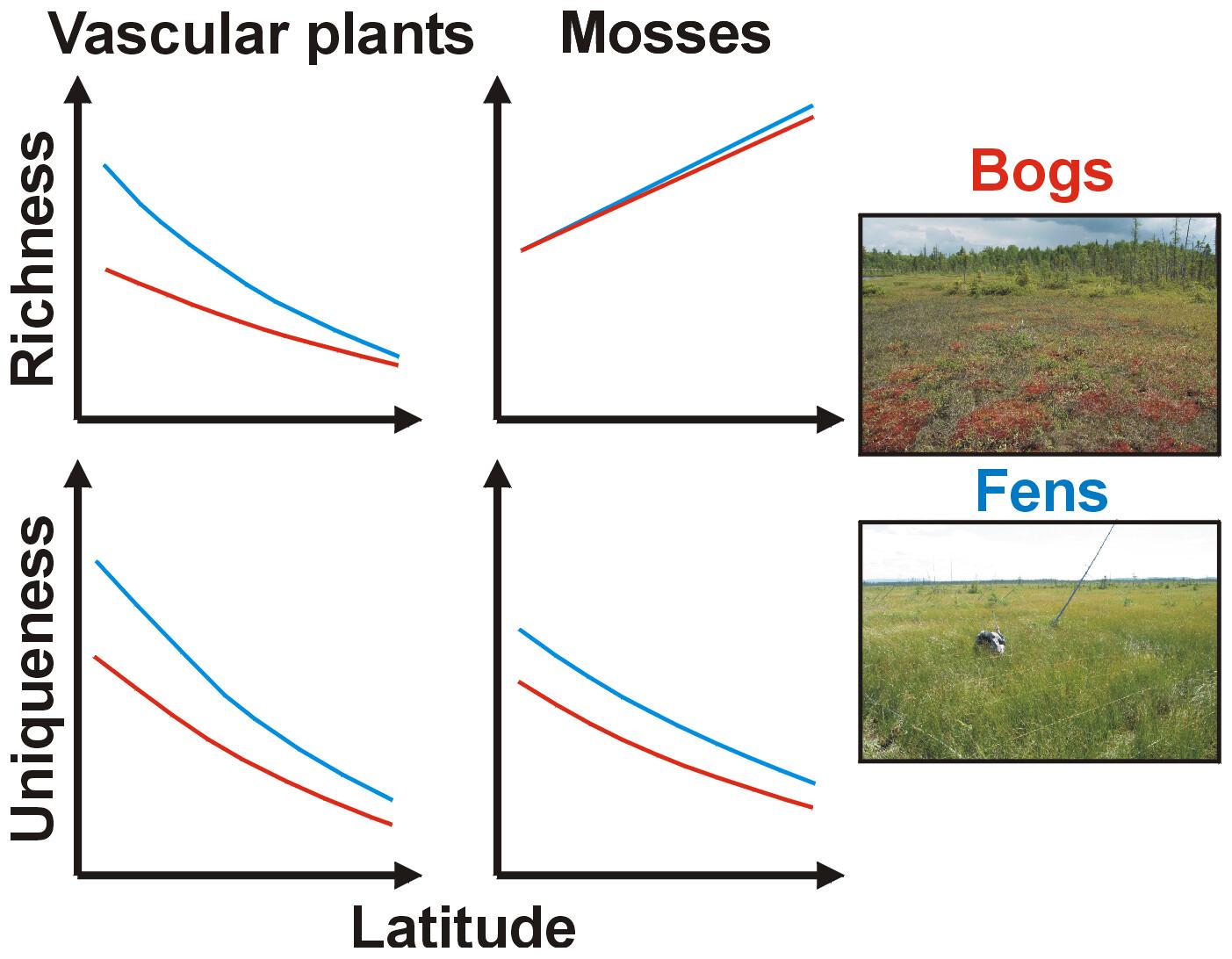 Mosses and vascular plants show diverging diversity patterns along a latitudinal gradient in boreal bogs and fens