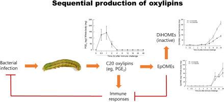 Insect immune resolution with EpOME/DiHOME and its dysregulation by their analogs leading to pathogen hypersensitivity