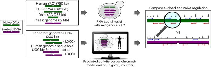 Regulatory activity is the default DNA state in eukaryotes