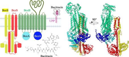 Perception and protection: The role of Bce-modules in antimicrobial peptide resistance