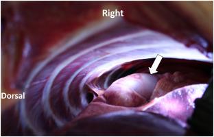 Severe Pulmonary Hypertension and Pulmonary Thrombi in a Dog