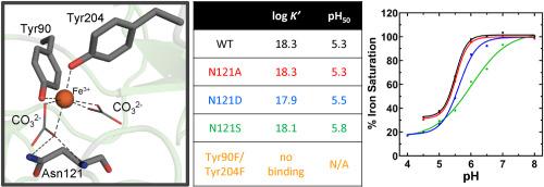 A conserved asparagine residue stabilizes iron binding in Manduca sexta transferrin-1