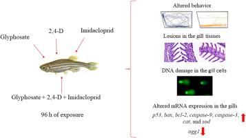 Pesticide-induced alterations in zebrafish (Danio rerio) behavior, histology, DNA damage and mRNA expression: An integrated approach