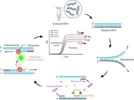 A multiplex DNA probe-based method for simultaneous identification of adulteration in meat samples