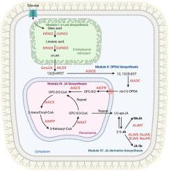 De novo biosynthesis of phytohormone jasmonates in engineered yeast