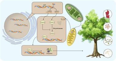 Emerging role of jasmonic acid in woody plant development