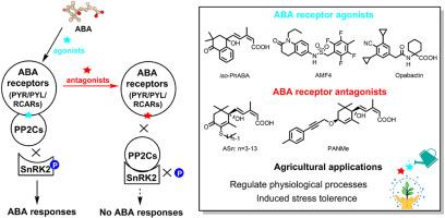 Development of abscisic acid receptor agonists/antagonists and their application prospect in agriculture: An overview