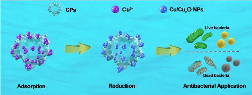 Reuse of waste casein peptides to capture Cu (II) for long-term antibacterial reutilization