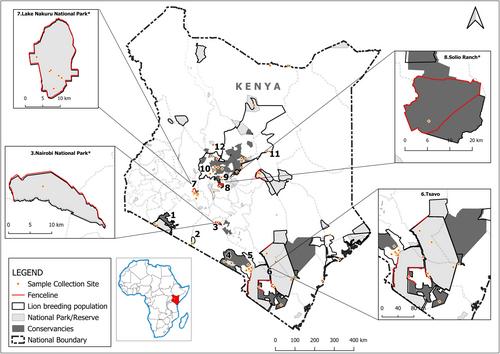 Genetic diversity of lion populations in Kenya: Evaluating past management practices and recommendations for future conservation actions