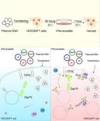 An optimized non-T cell transfection system based on HEK293FT cells for CD3ζ phosphorylation and ubiquitination