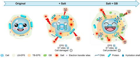 Glycine betaine modulates extracellular polymeric substances to enhance microbial salinity tolerance