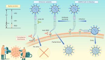 A human monoclonal antibody neutralizes SARS-CoV-2 Omicron variants by targeting the upstream region of spike protein HR2 motif