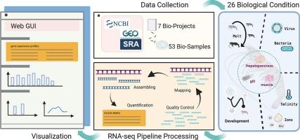 PvGeneExpDB: An integrative gene expression database for in-depth understanding on the Pacific white shrimp (Litopenaeus vannamei)