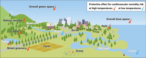 Modifying temperature-related cardiovascular mortality through green-blue space exposure